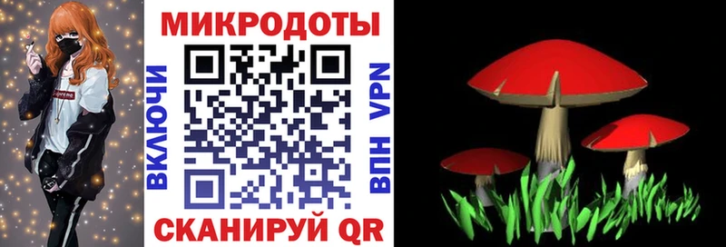 купить   Кызыл  Псилоцибиновые грибы MAGIC MUSHROOMS 